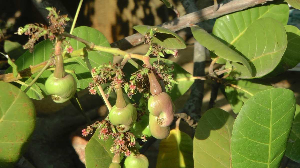 Questions about Cashew Farming