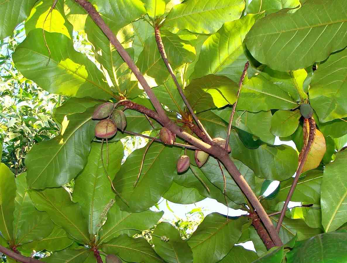 Indian Almond Tree.