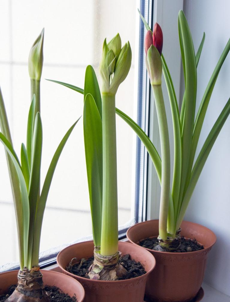 Guide to Indoor Plant Care Tips 