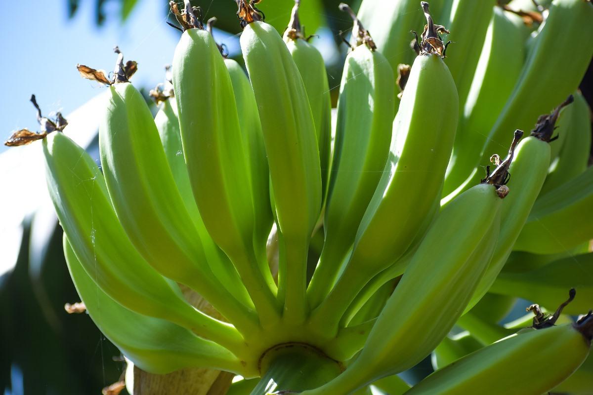 How to Grow a Dwarf Banana Tree