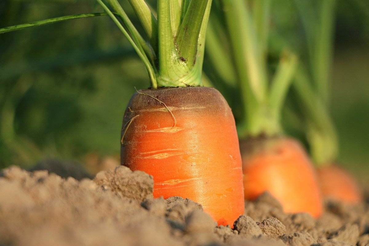 Location for Growing Carrots