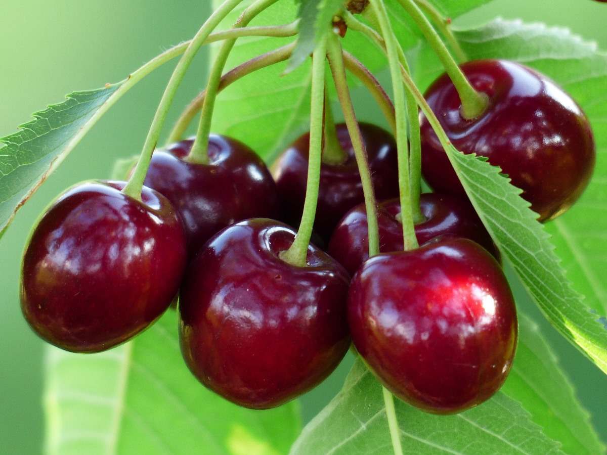 Guide to Growing Dwarf Cherry Trees