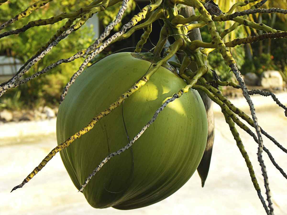 Guide to Growing Dwarf Coconut Trees