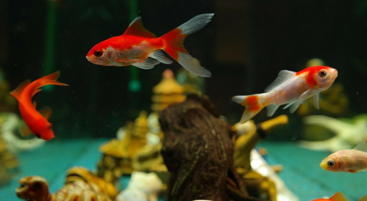 Guide to Ornamental Fish Breeding