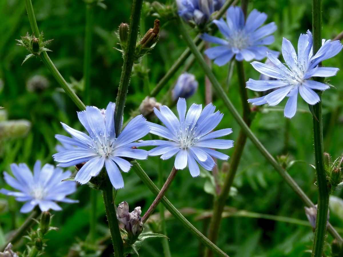 Guide to Chicory Cultivation in India