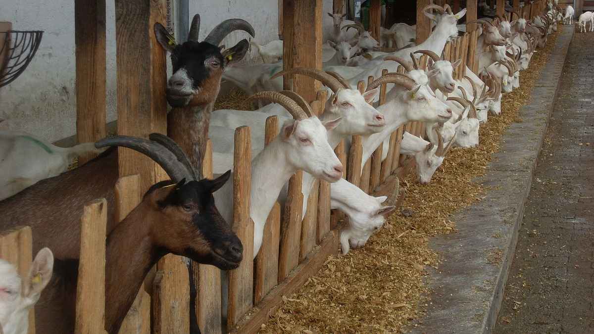 Goat Manure Advantages And Disadvantages | Agri Farming