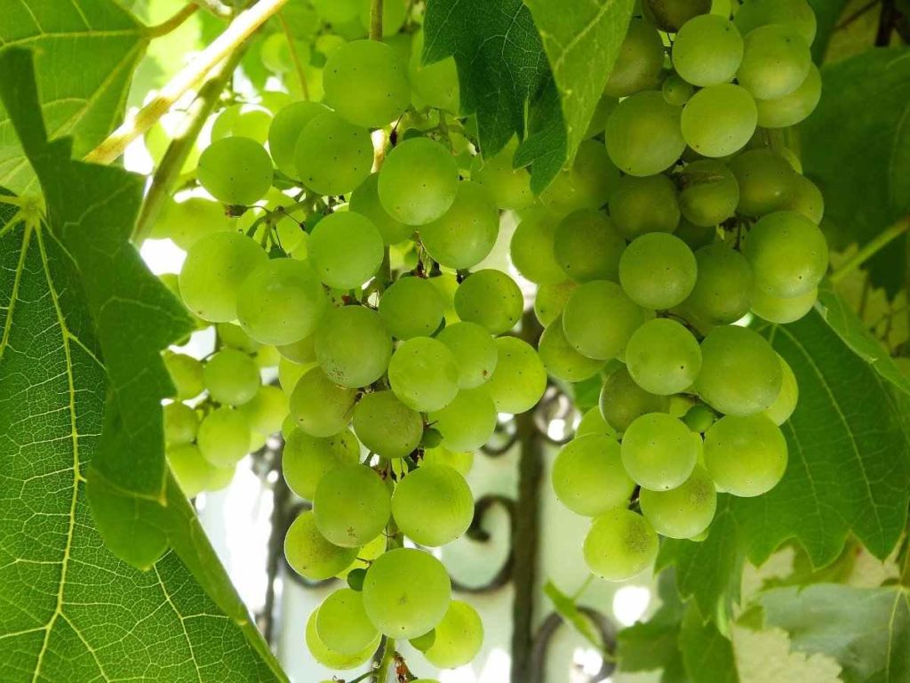 grapes 1657199 1920