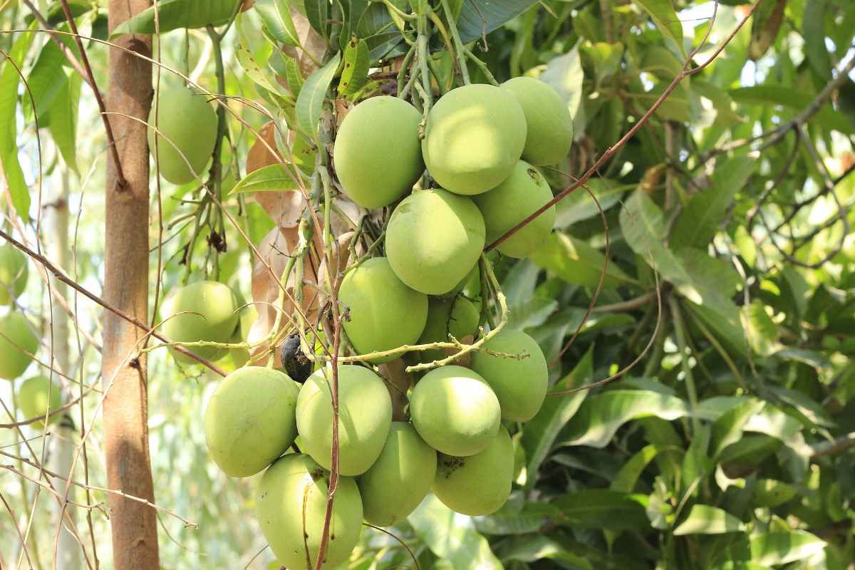 Conditions for High Density Mango Cultivation