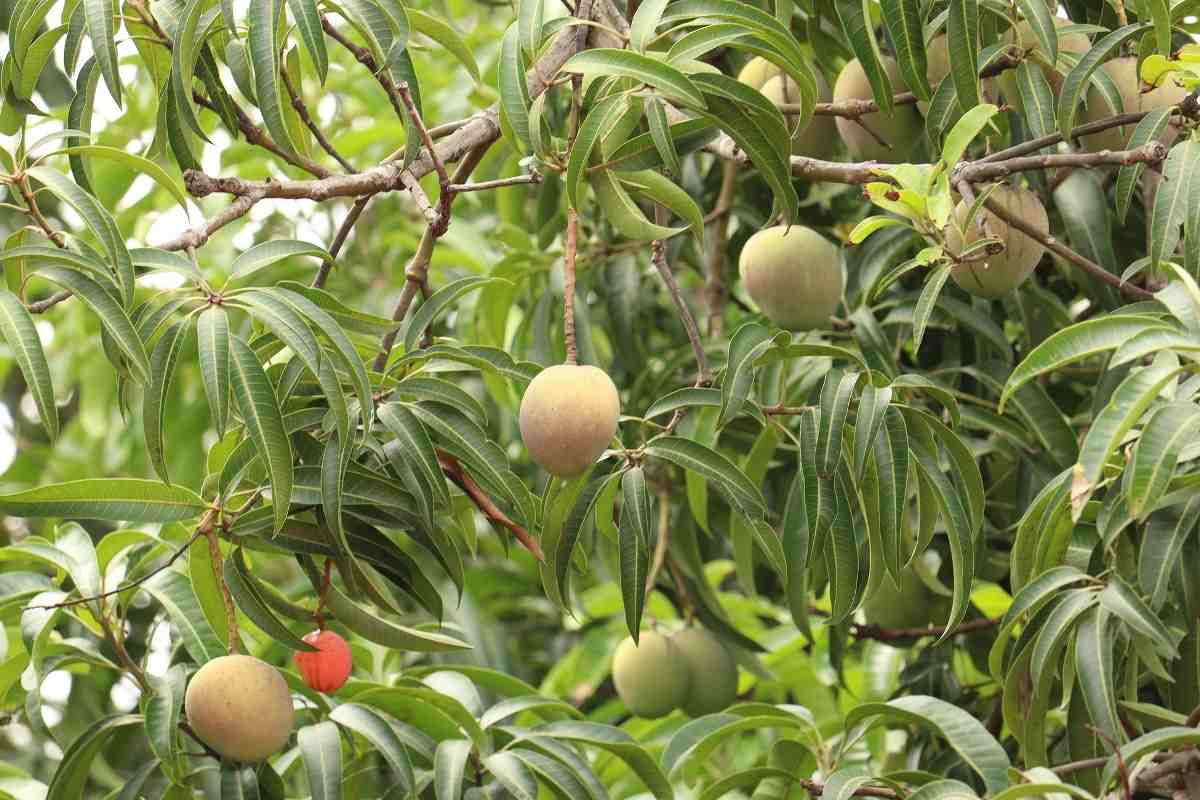 Yield of High-density mango farming