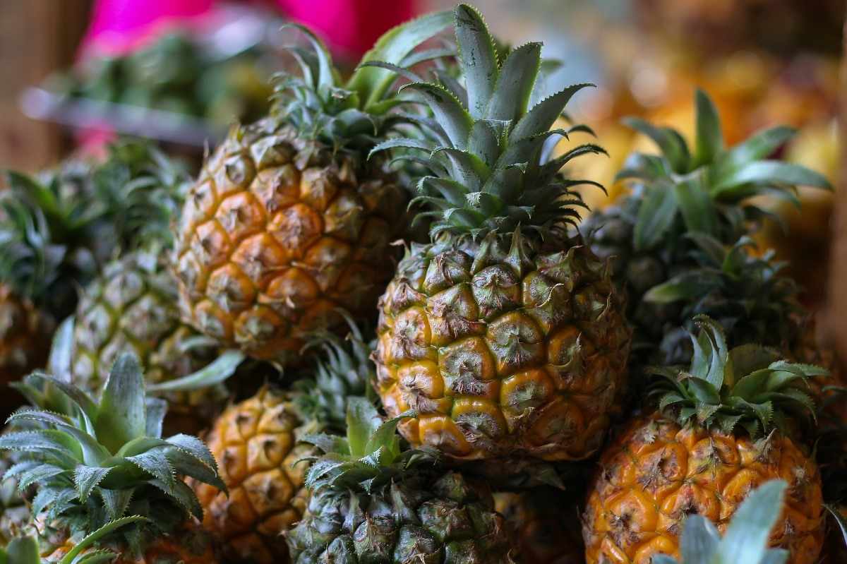 When to Harvest Pineapples.
