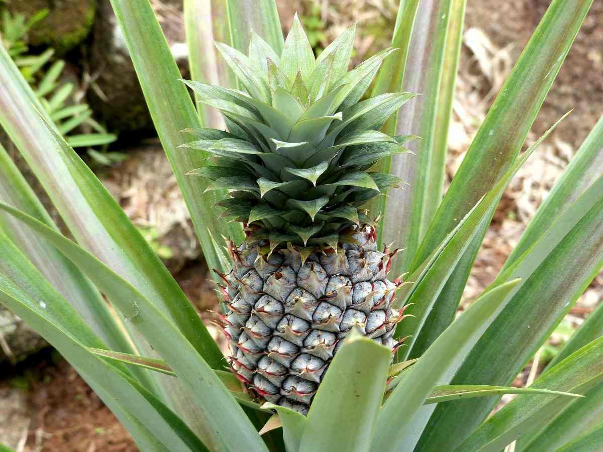 Organic Pineapple Production in India