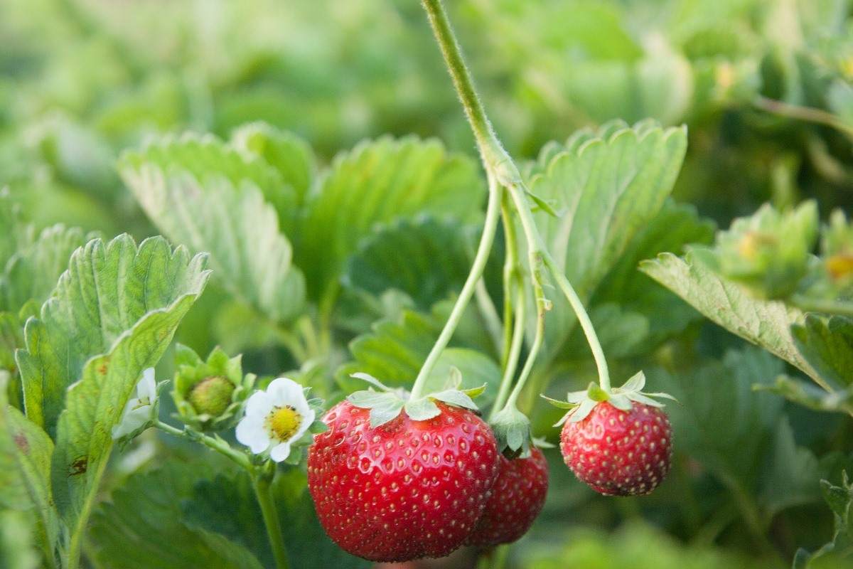 Soil Requirement for Growing Strawberries