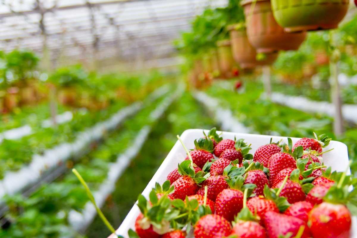 Guide to Growing Strawberries in Greenhouse