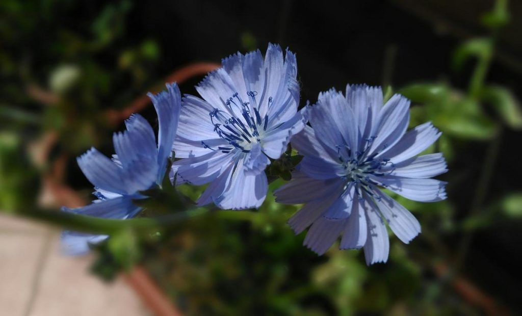 the flowers of chicory 3545944 1920
