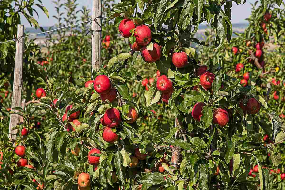 Principles of High Density Apple Production