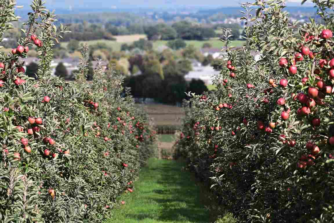 Guide to High Density Apple Farming