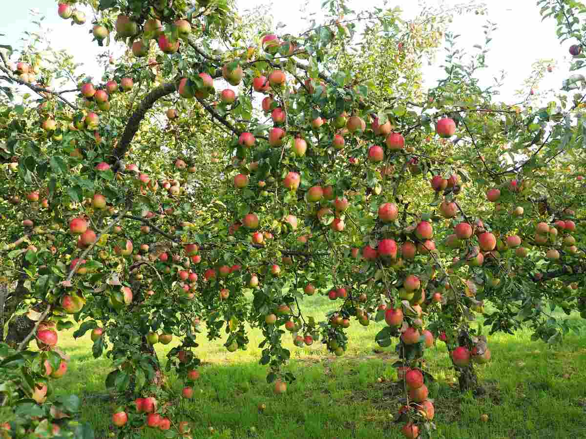 Tree Size Control in High Density Apple Planting