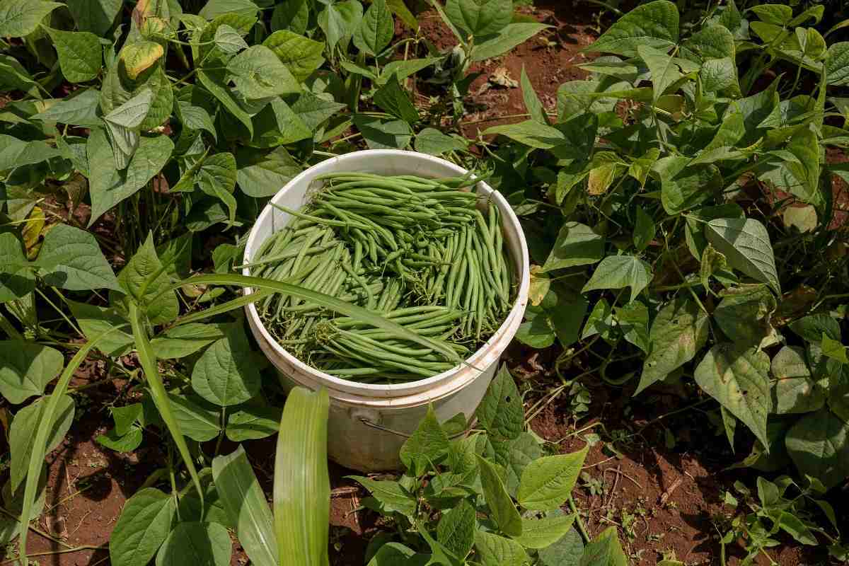 How to Harvest Beans