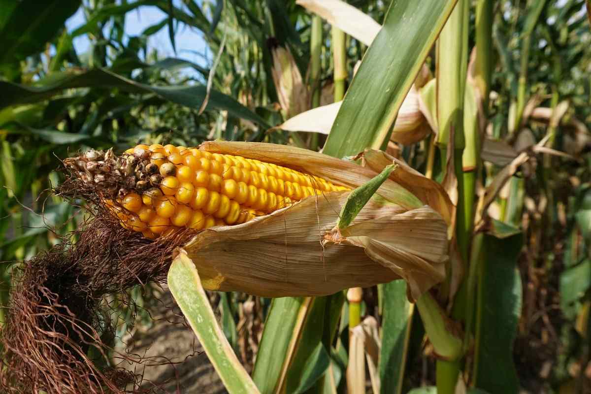 Maize Farming