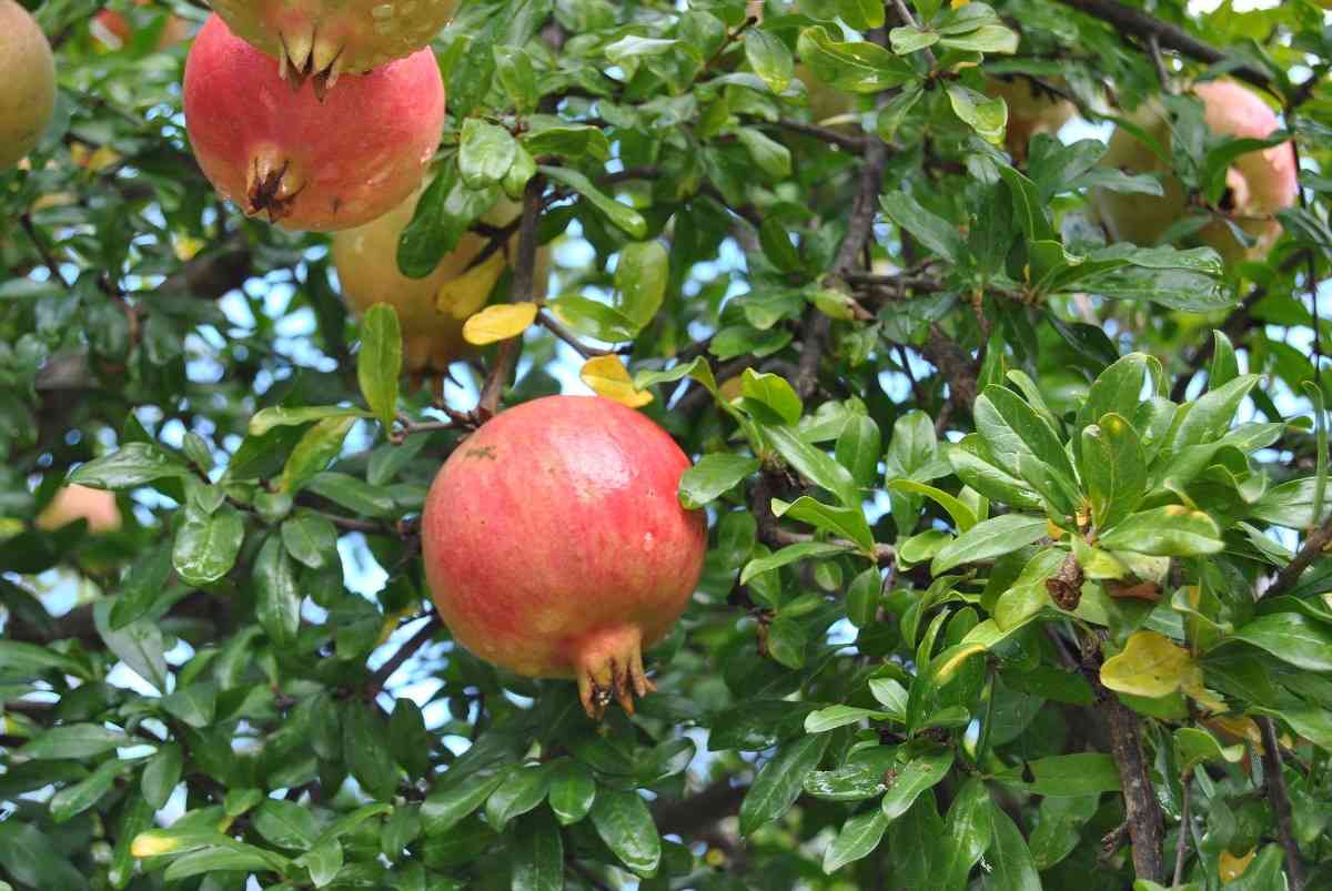 Guide to High Density Pomegranate 