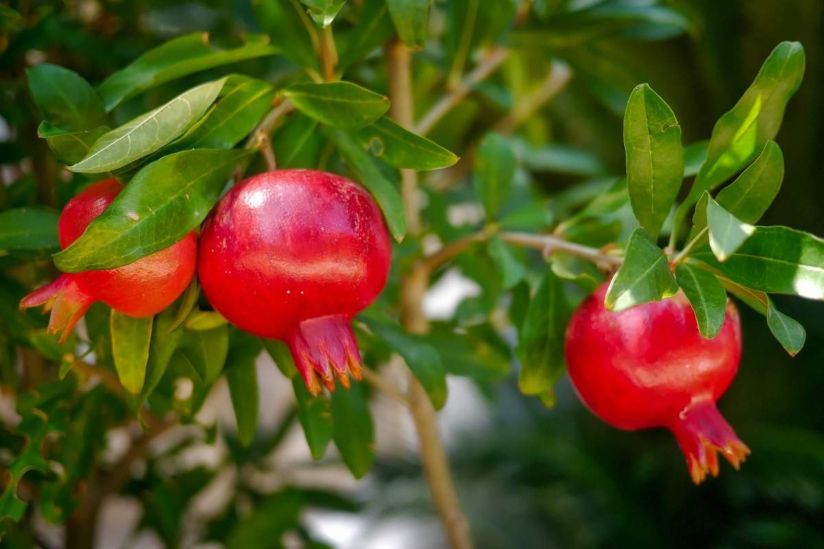 Season for Pomegranate Plantation