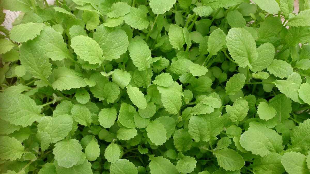 Guide to Growing Mustard Greens Hydroponically 