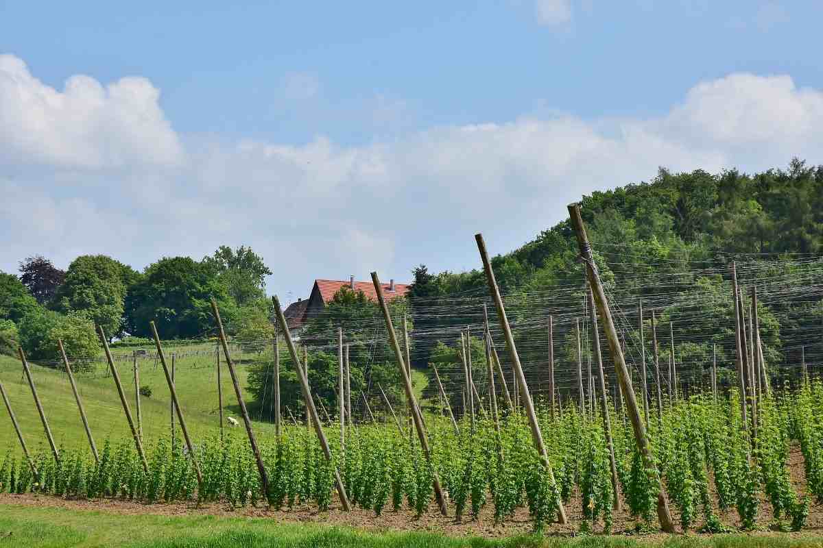 Soil Requirement for Organic Hop Shoots Cultivation