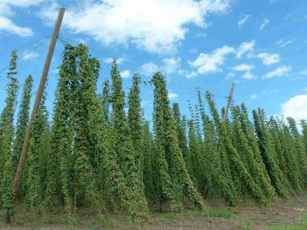 Guide to Organic Hop Shoots Cultivation