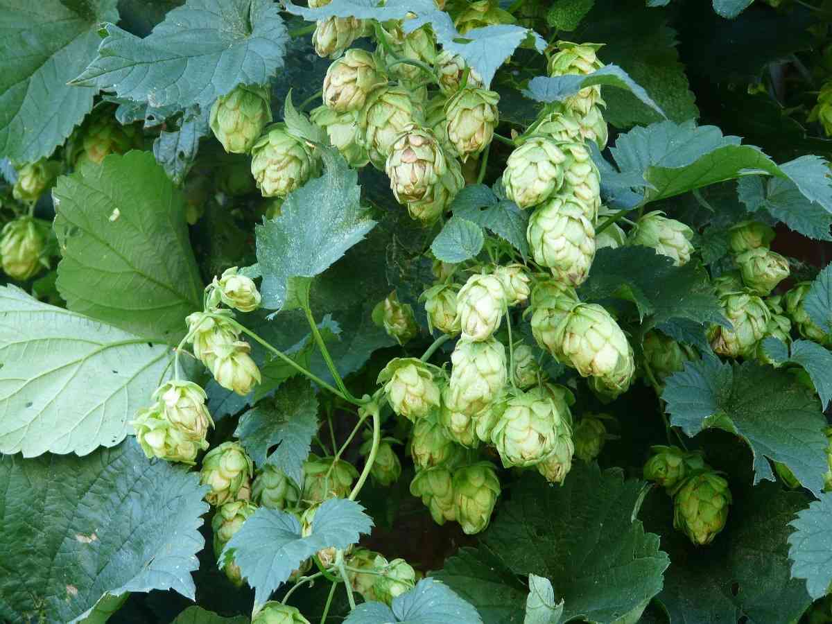 Care in Organic Hop Shoots Cultivation