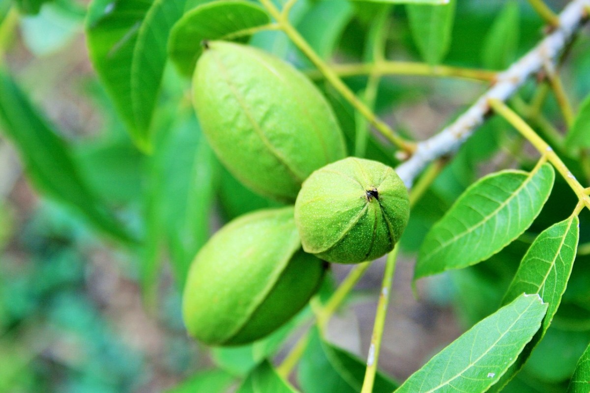 Guide to Organic Pecan Production (