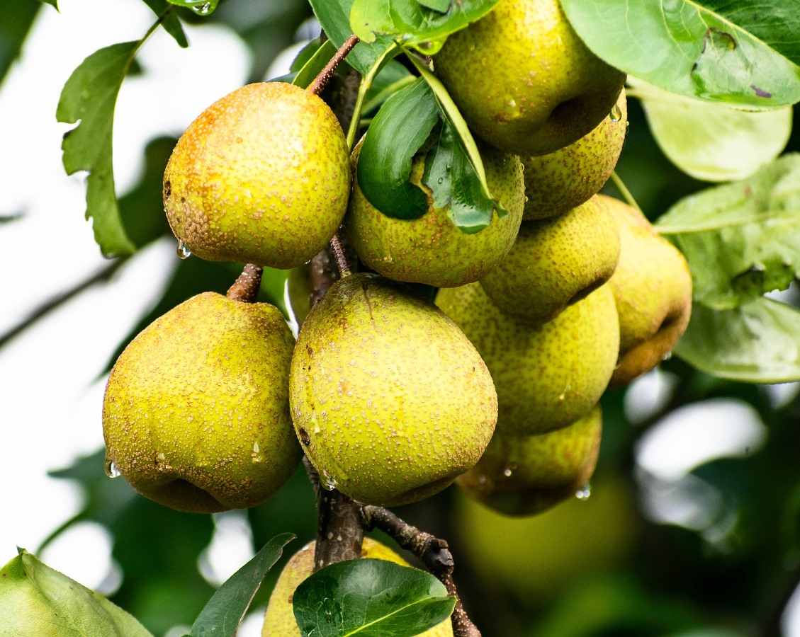 Guide to Growing Dwarf Pear Trees