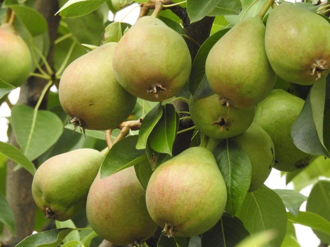 Climate Requirements for Growing Dwarf Pear Trees