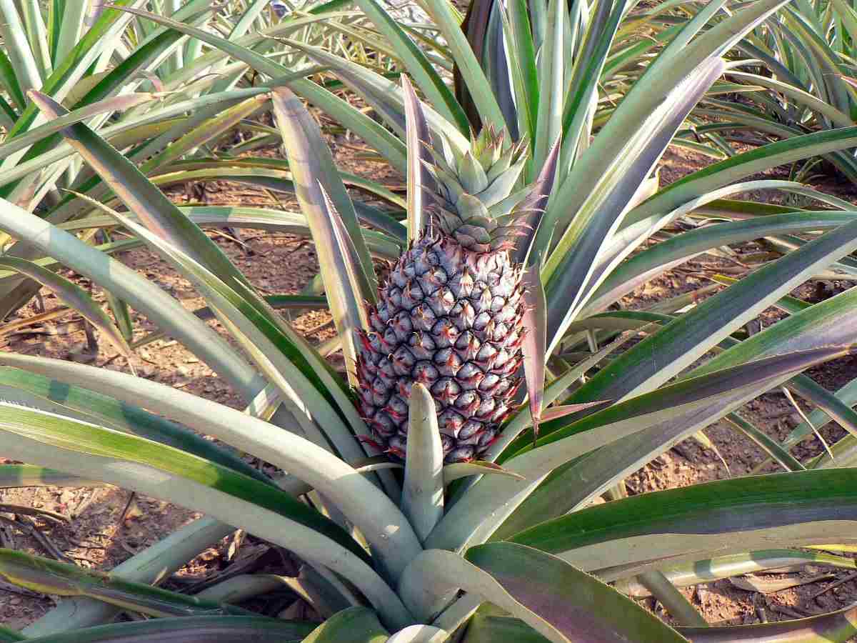 Plant Distance in High Density Pineapple Planting