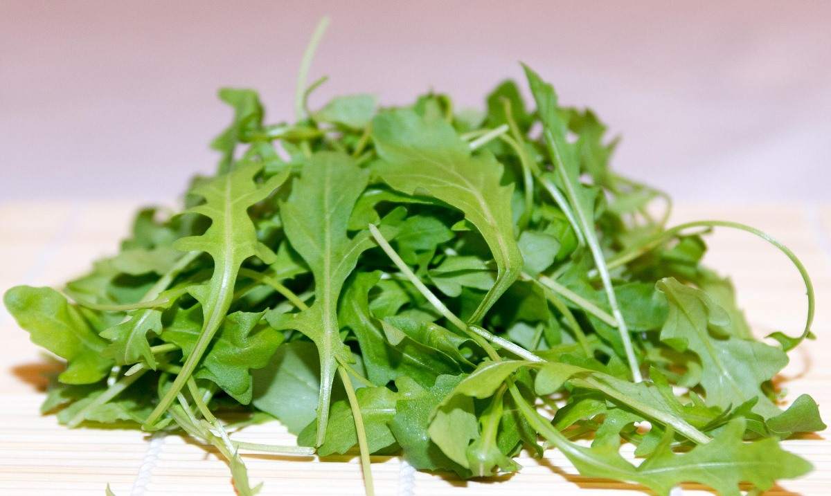 Guide to Growing Arugula Hydroponically