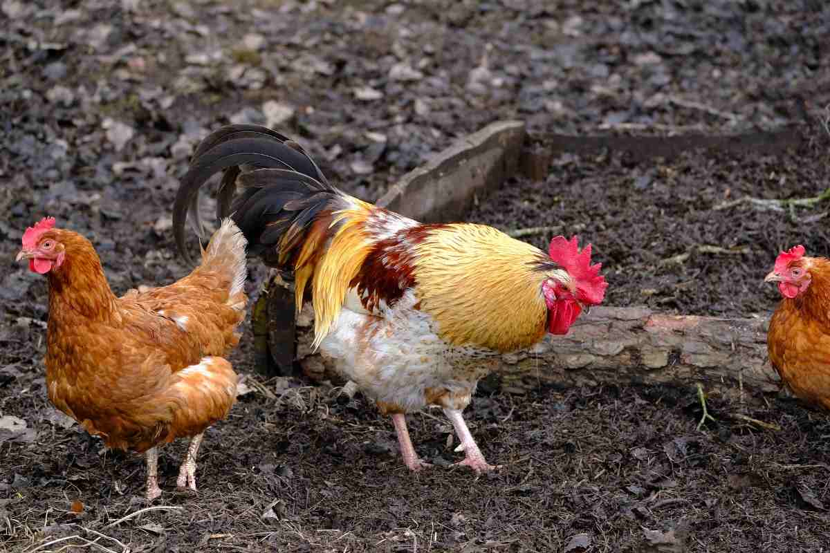 Country Chicken in Backyard