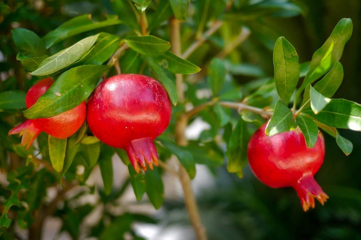 Dwarf Pomegranate Seeds Good Bonsai Plant Edible Fruit Evergreen 1m Shrub 