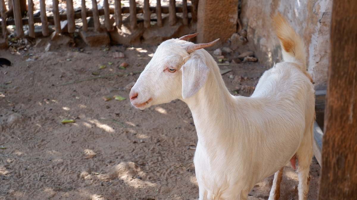 Goat Farming in Backyard 