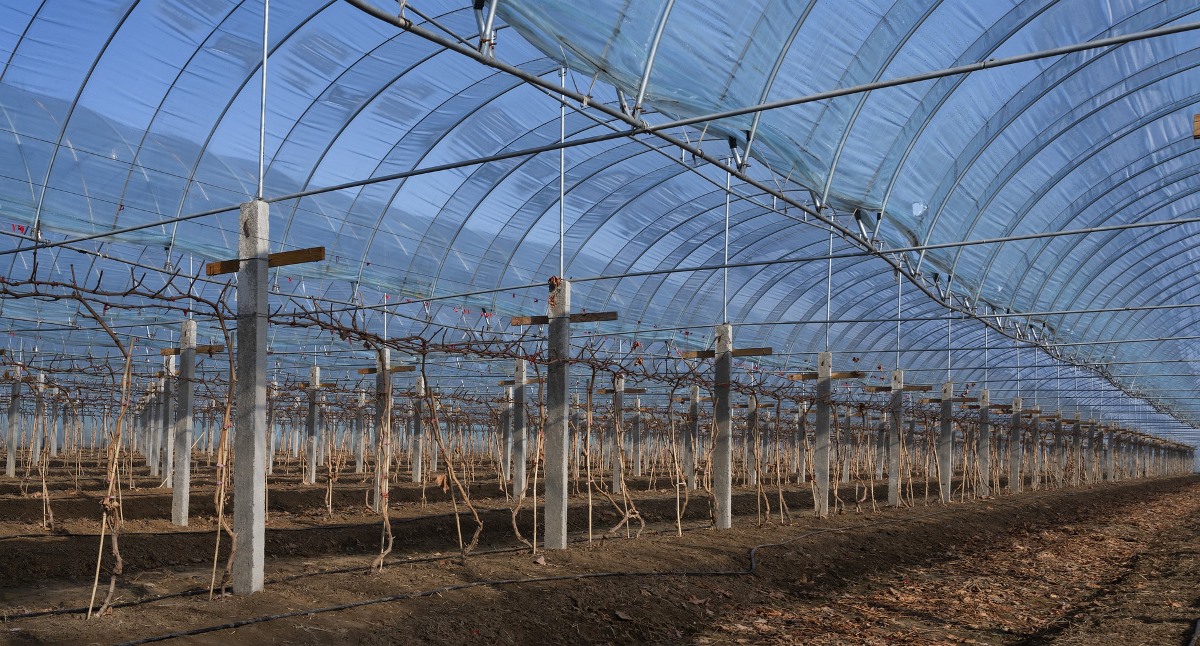 Preparation of Greenhouse for vegetable farming