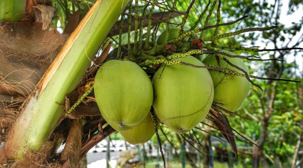 High Density Coconut Plantation - Spacing, Yield | Agri Farming