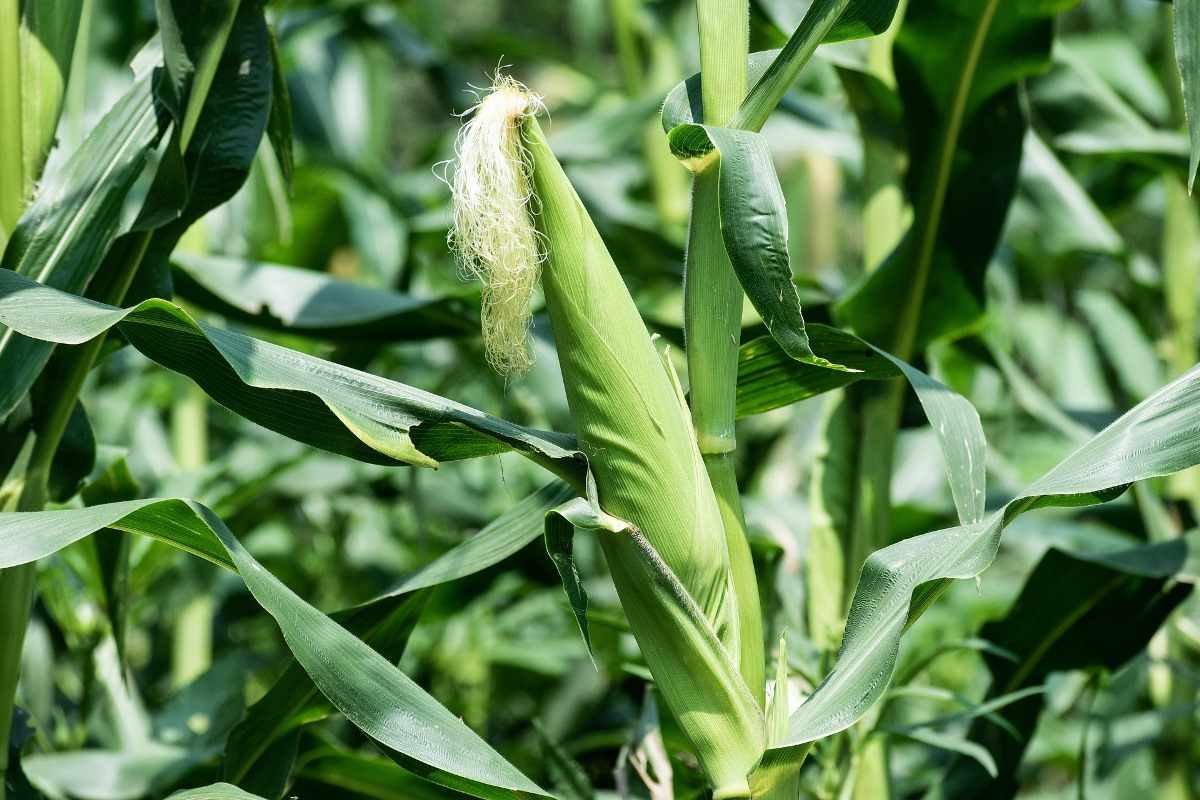 Organic Maize Crop