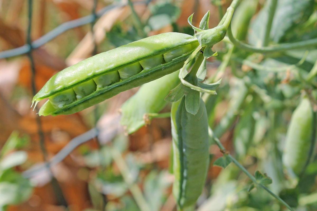 Tips for Growing Peas in Greenhouse