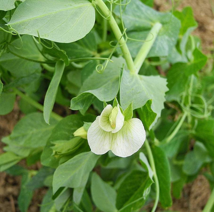 Guide to Growing Peas in Greenhouse 