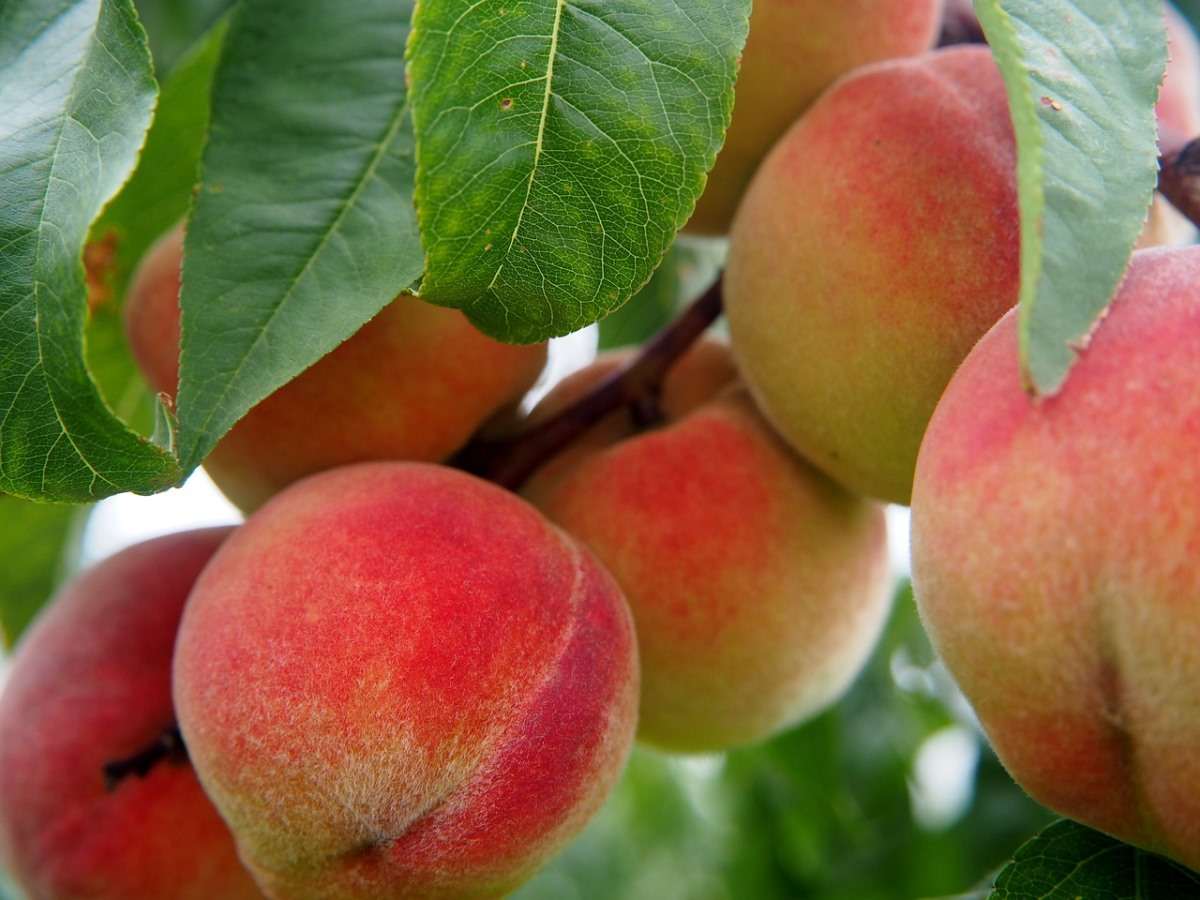 Peach Fruit Yield
