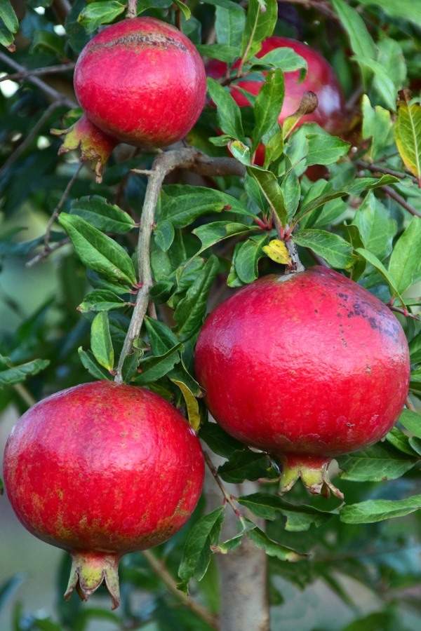 100Pcs seeds Pomegranate Fruit Sweet Delicious Tree Potted Big US mixed colors 