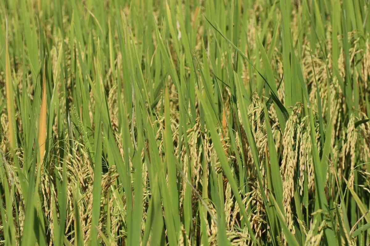 Benefits of SRI Paddy Cultivation