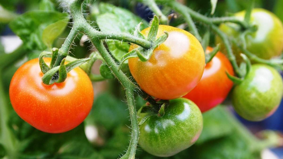 Tomato Farming at Home
