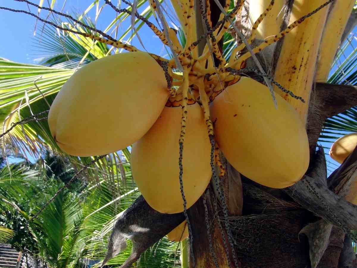 Guide to High Density Coconut Plantation