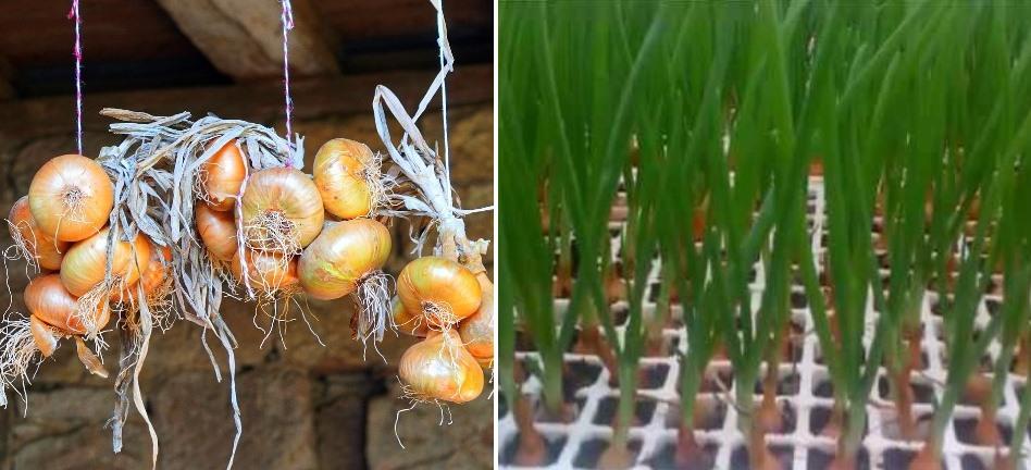 Growing Hydroponic Onions