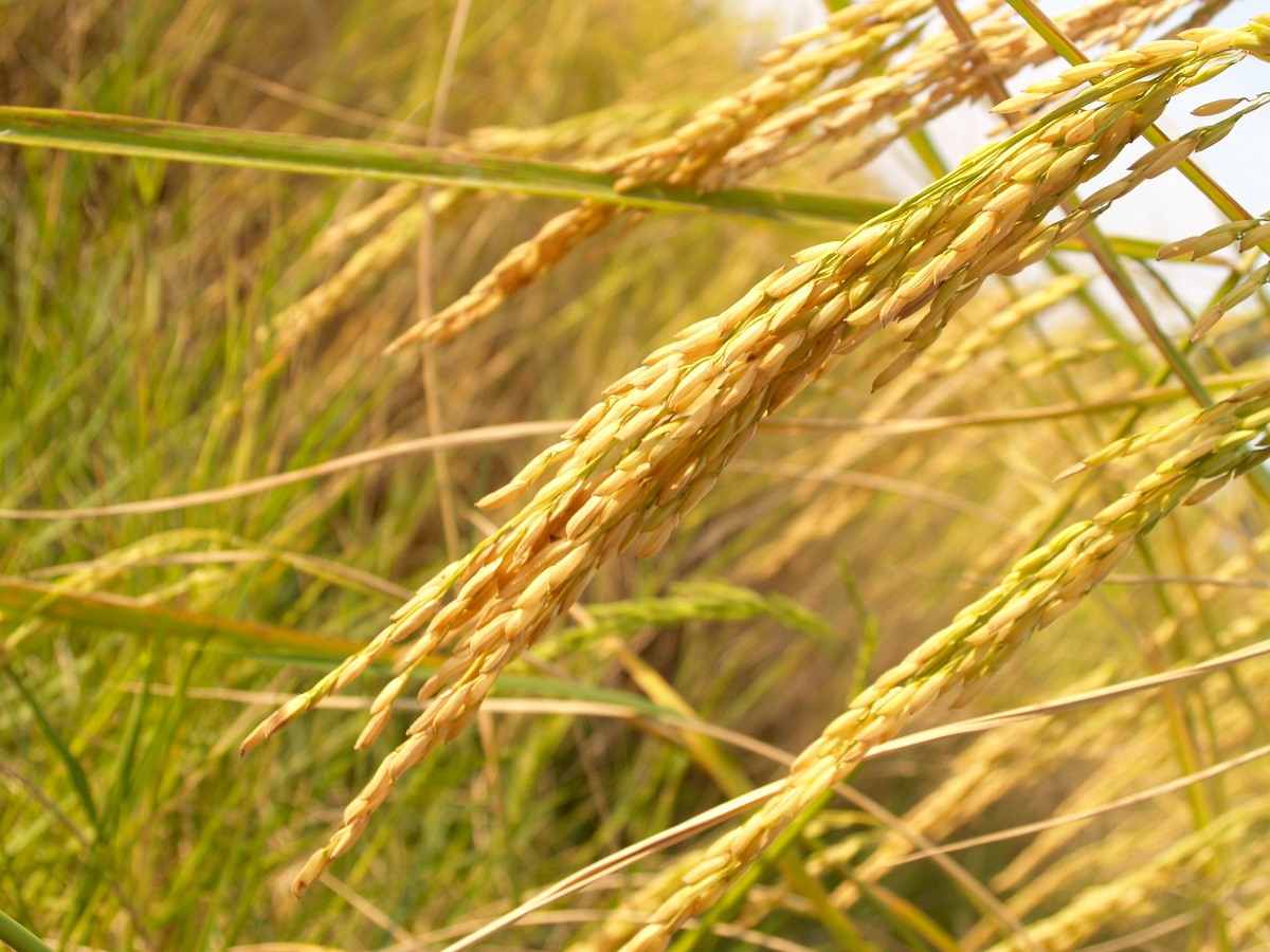 Ready to Harvest paddy