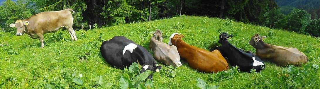 Guide to Dairy Farming in Kerala